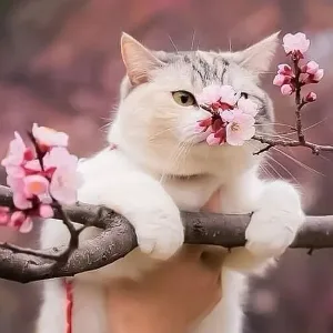 Hoa Anh Đào
